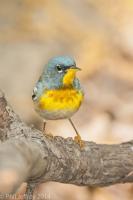 Northern Parula