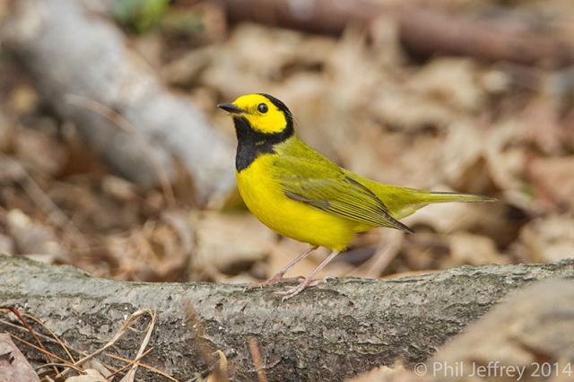 Hooded Warbler male