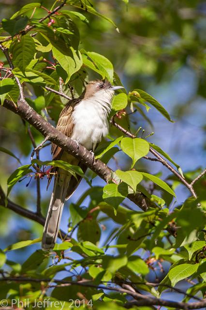 Black-billed Cuckoo