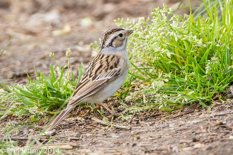 Clay-colored Sparrow