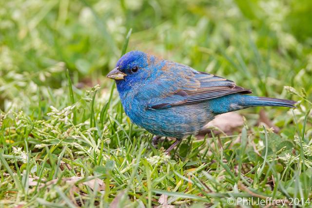 Indigo Bunting