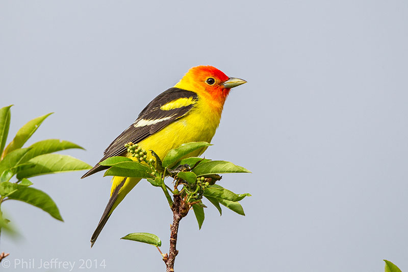 Western Tanager