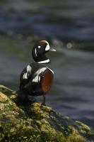 Harlequin Duck