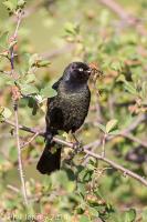 Brewer's Blackbird with food