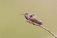 Calliope-Hummingbird-W5G3956