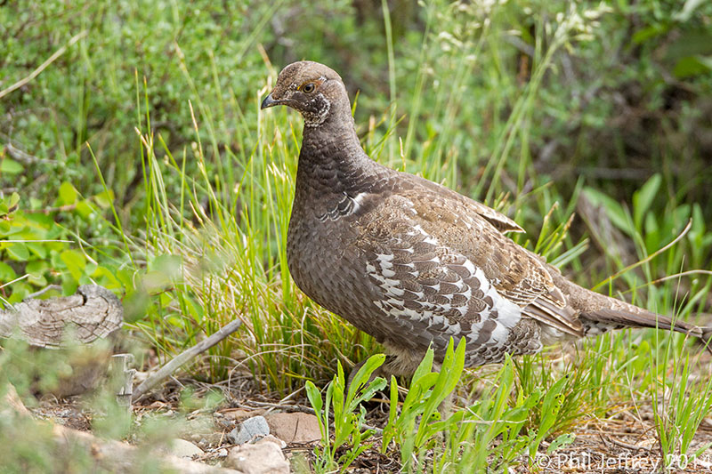 Dusky Grouse