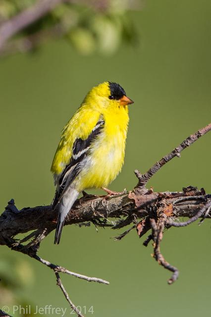 American Goldfinch