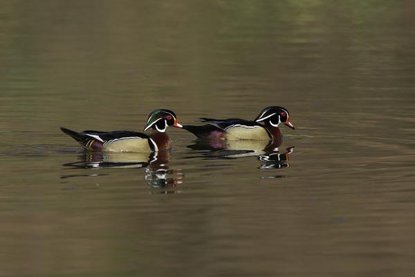 Wood Duck