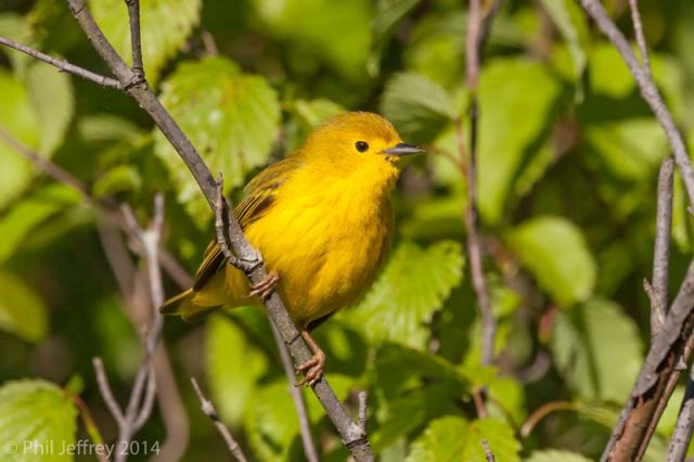 Yellow Warbler female