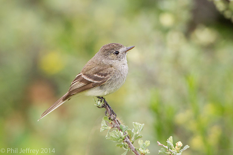 Dusky Flycatcher