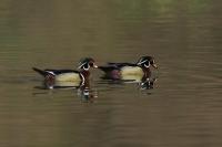 Wood Duck