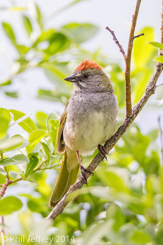 Green-tailed Towhee