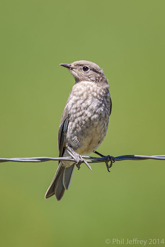 Mountain Bluebird juvenile