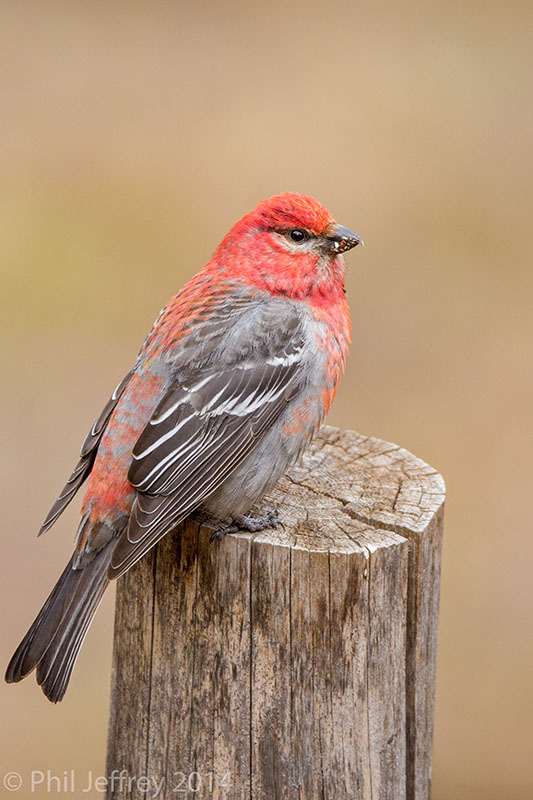 Pine Grosbeak