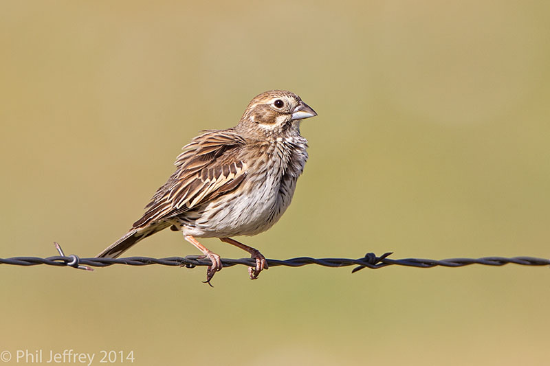 Lark-Bunting-Colorado-W5G5154