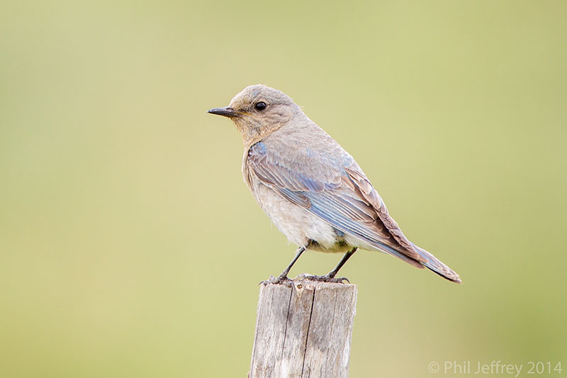 Mountain Bluebird female