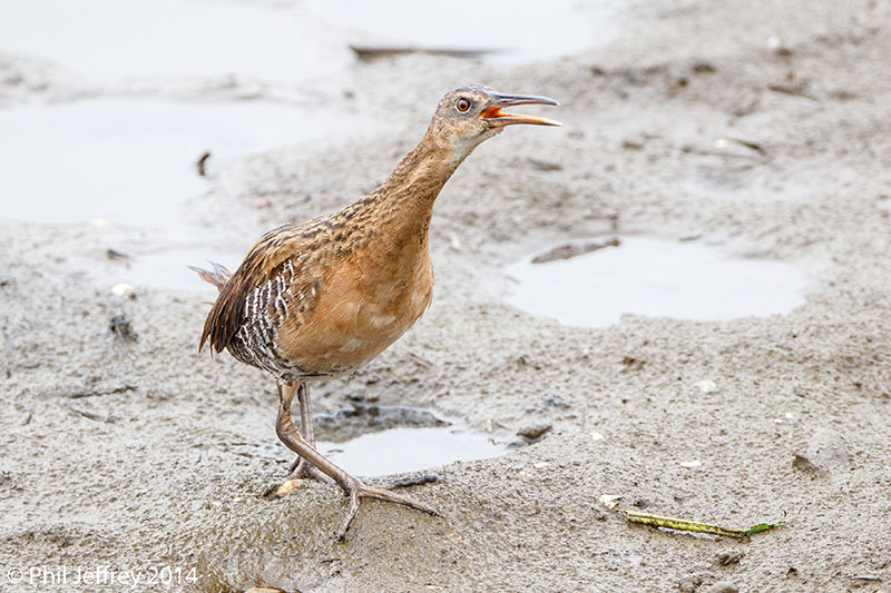King Rail vocalizing