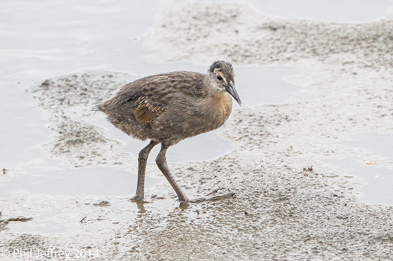 King Rail juvenile