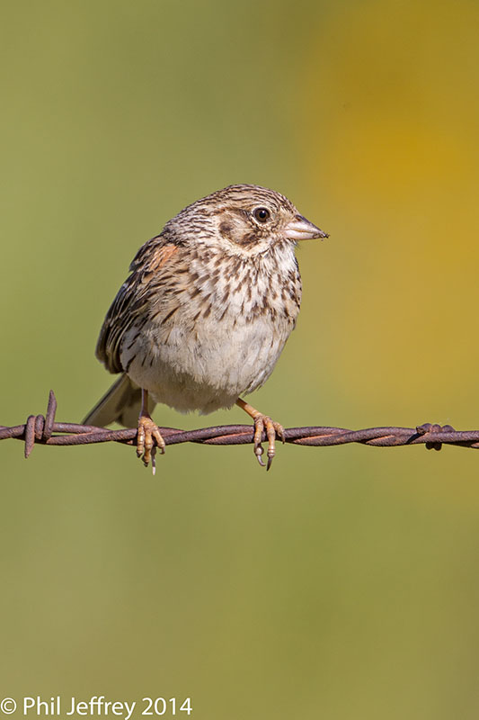 Vesper Sparrow