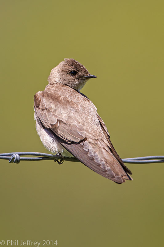Northern Rough-winged Swallow