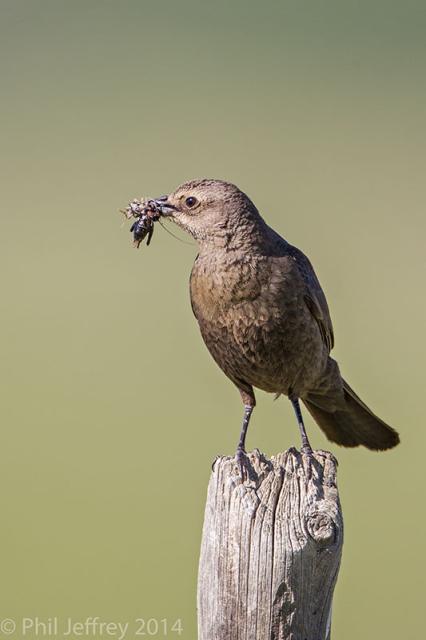 Brewer's Blackbird with food