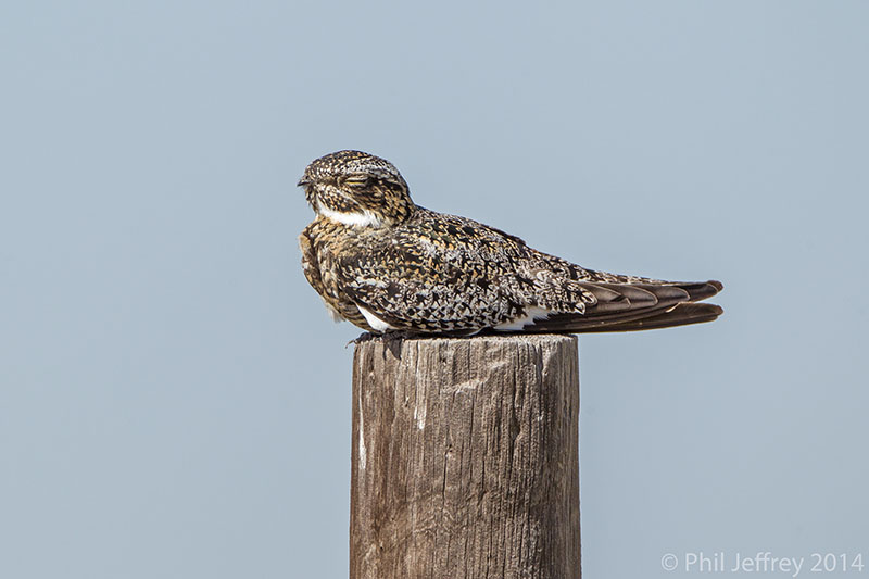 Common Nighthawk