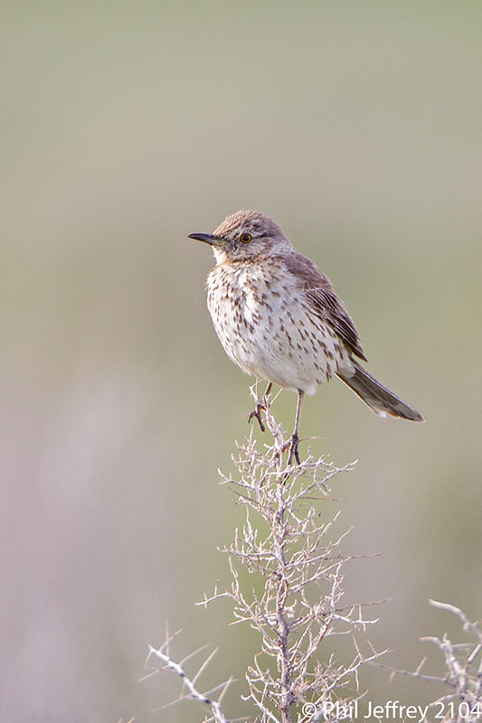 Sage Thrasher