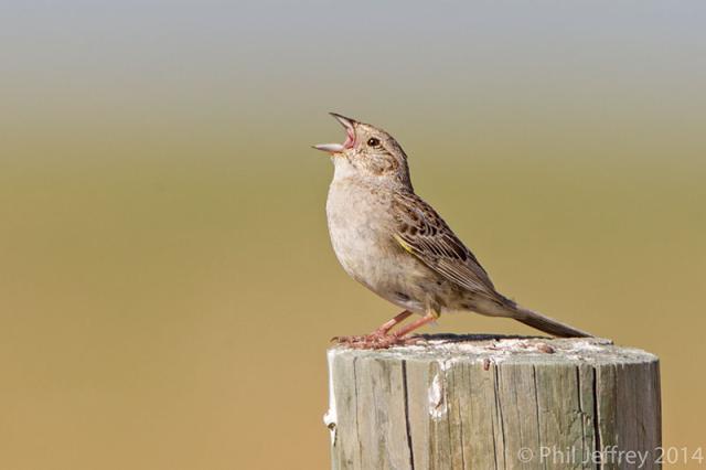 Cassin's Sparrow