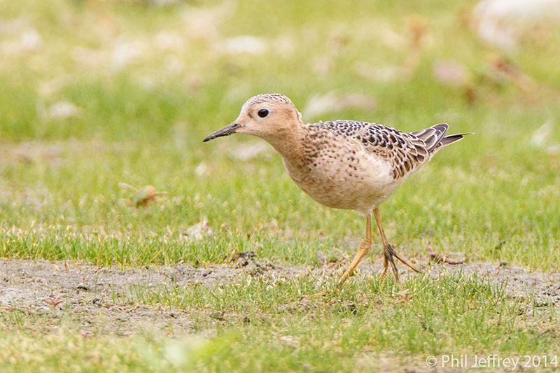 Buff-breasted Sandpiper