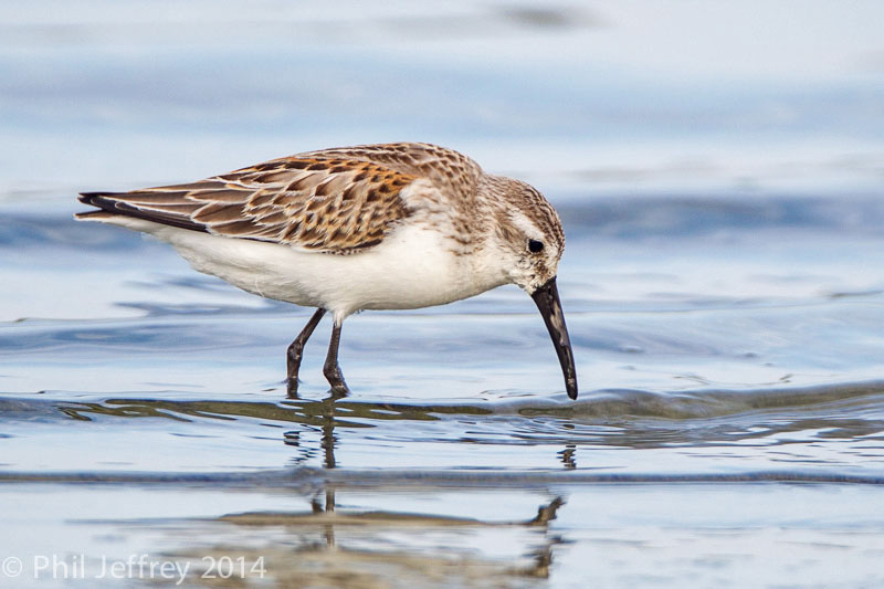 Western Sandpiper