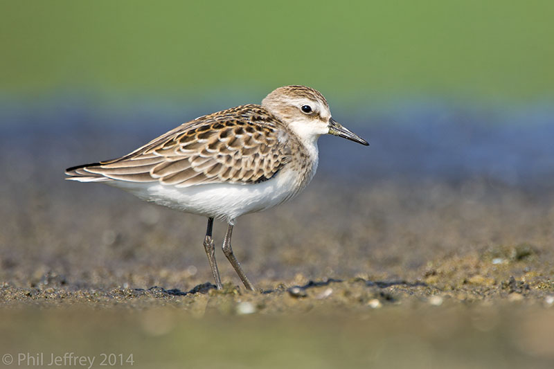 Semipalmated Sandpiper