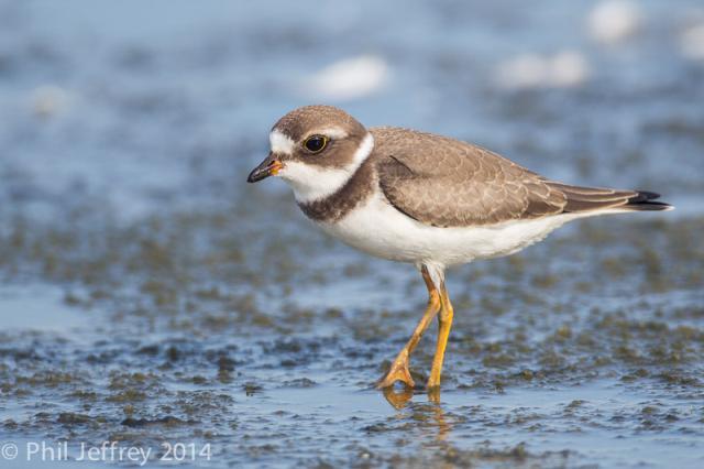 Semipalmated Plover