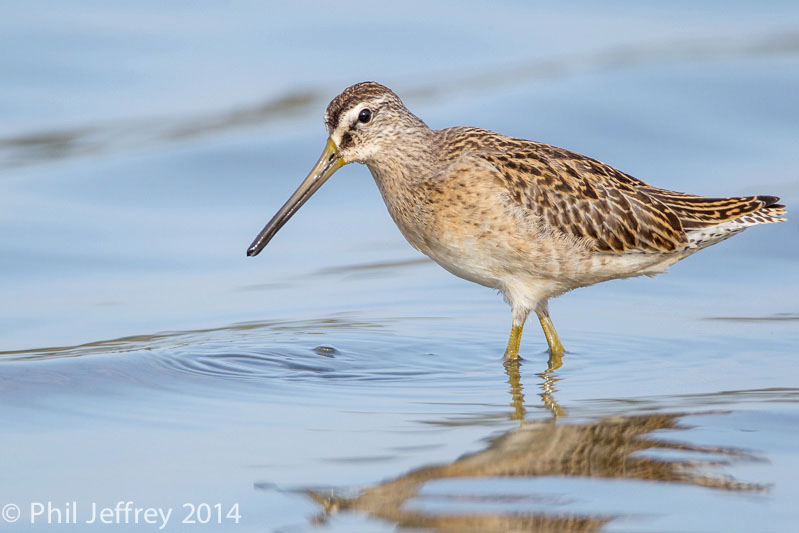 Short-billed Dowitcher