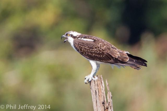 Osprey juvenile