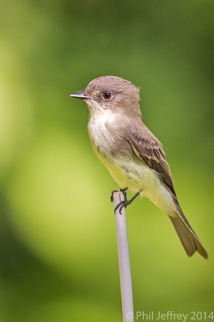 Eastern Phoebe