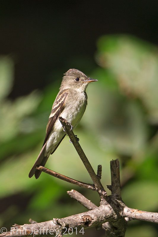 Eastern-Wood-Pewee-W5G8201