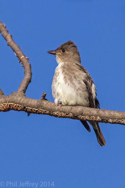 Olive-sided Flycatcher