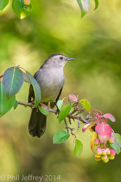 Gray Catbird