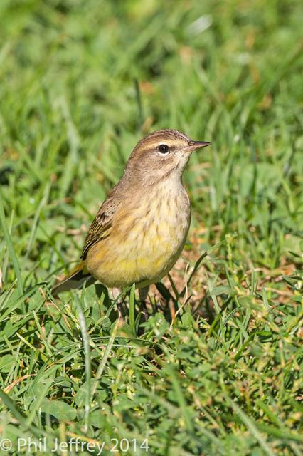 Palm Warbler