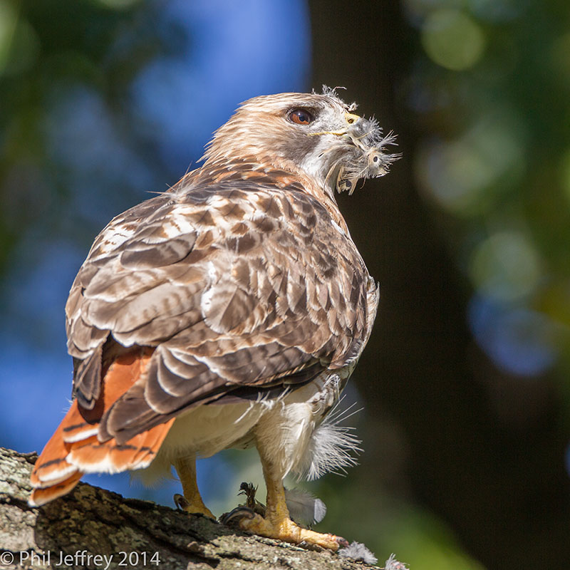 Red-tailed Hawk