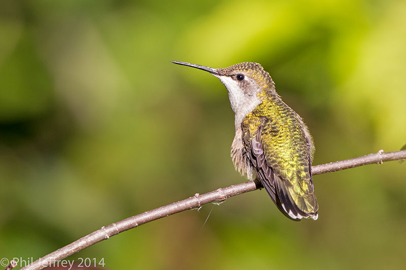 Ruby-throated Hummingbird