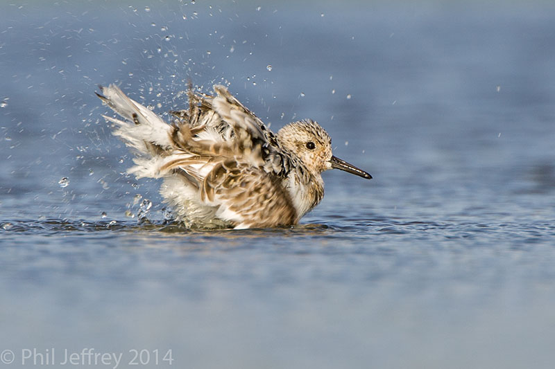 Sanderling