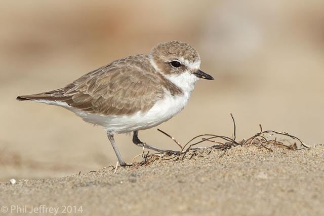 Snowy Plover
