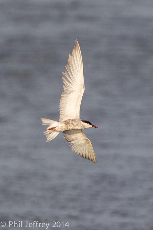 Whiskered Tern adult