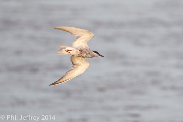 Whiskered Tern adult