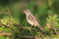 White-crowned Sparrow immature