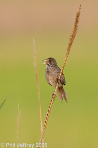 Seaside Sparrow