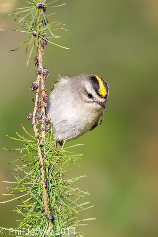 Golden-crowned Kinglet