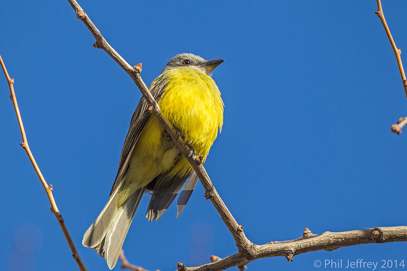 Couch's Kingbird