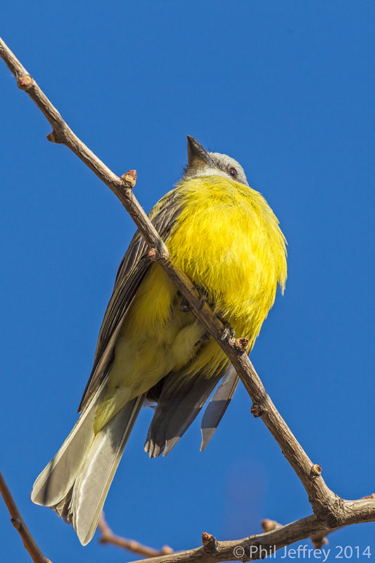 Couch's Kingbird